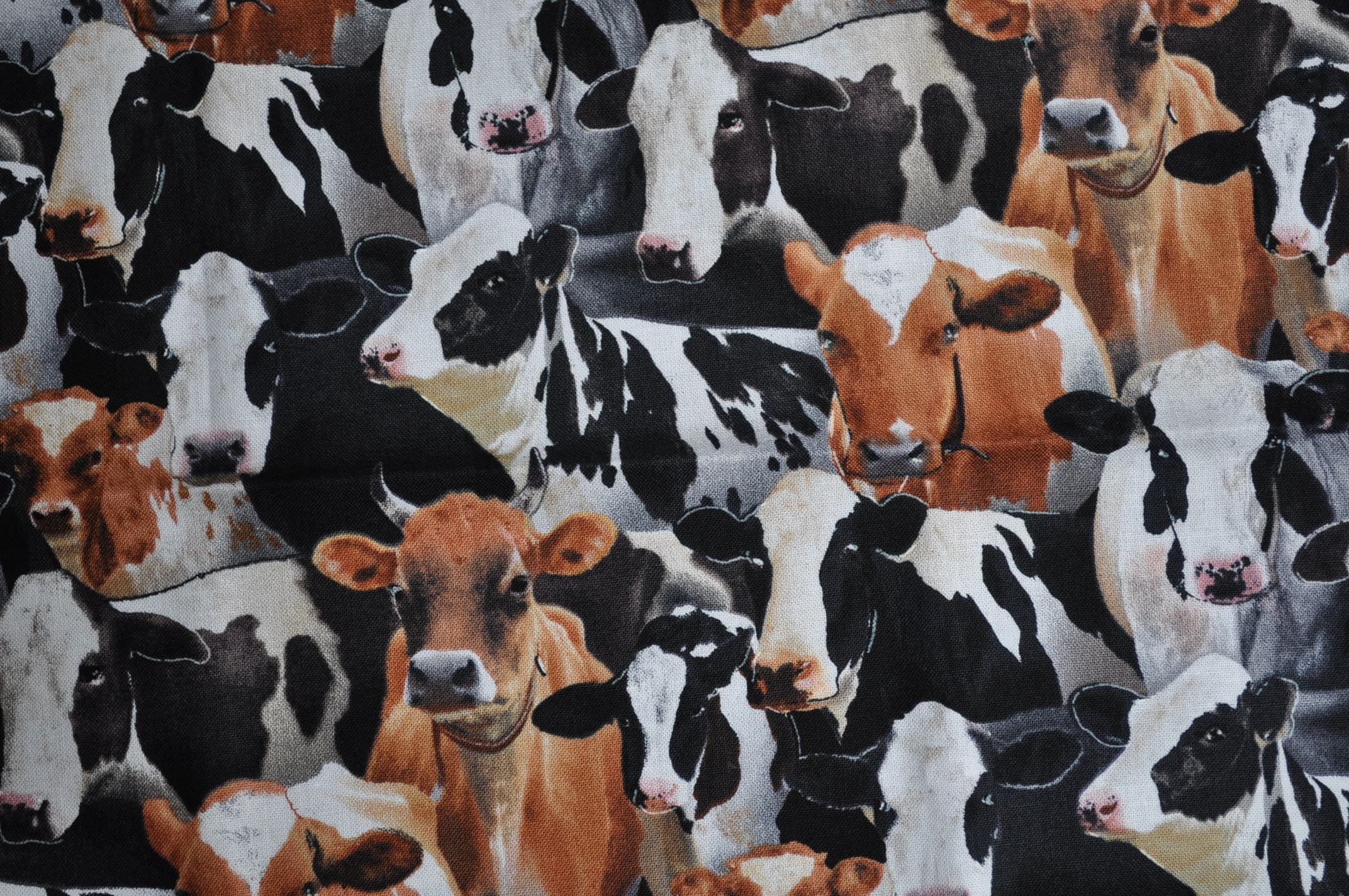 Cows